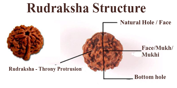 How to check the authenticity of Rudraksh.